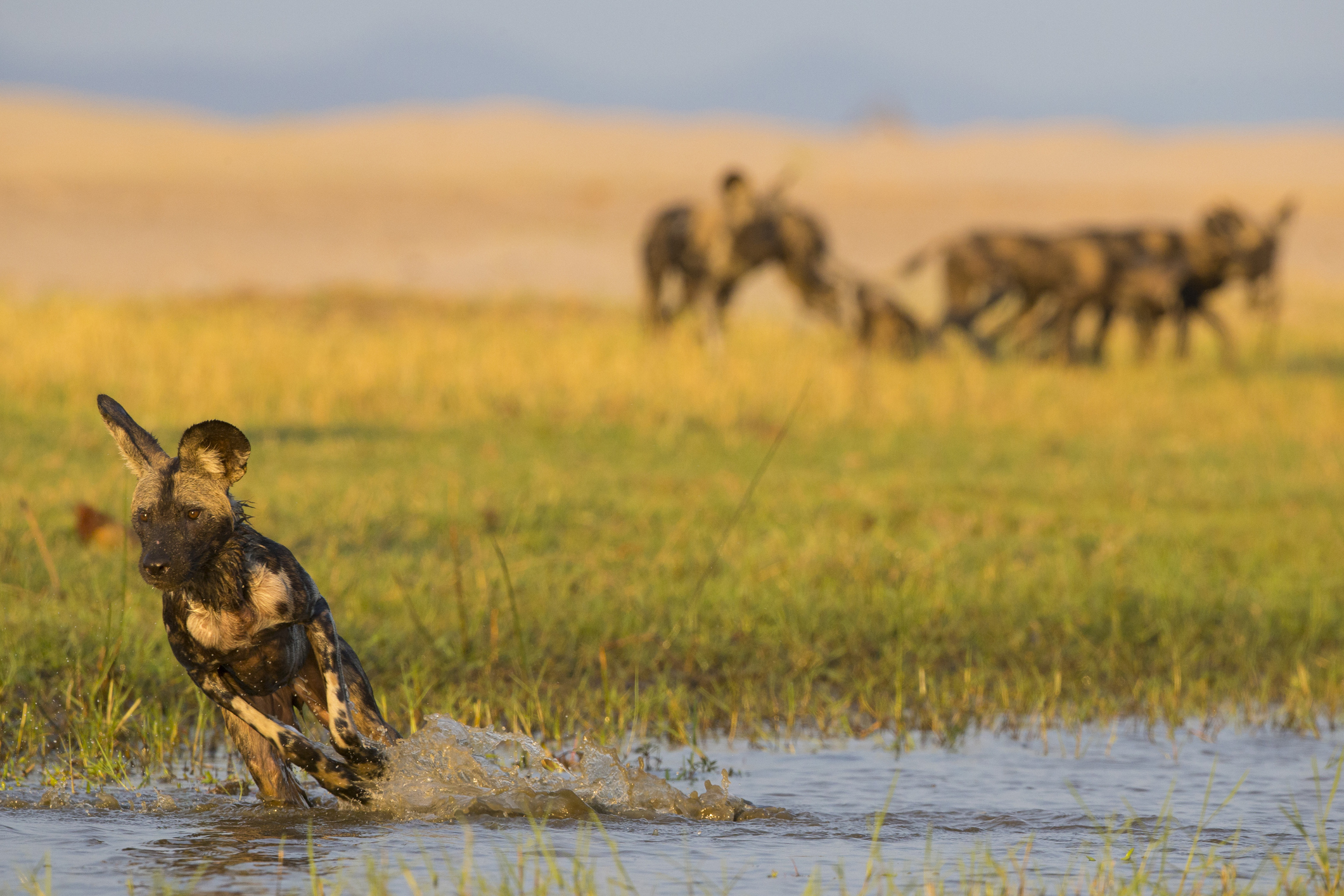 NU Borders' BITE Platform uses Advanced Analytics to Support Anti-Poaching in Southern Africa