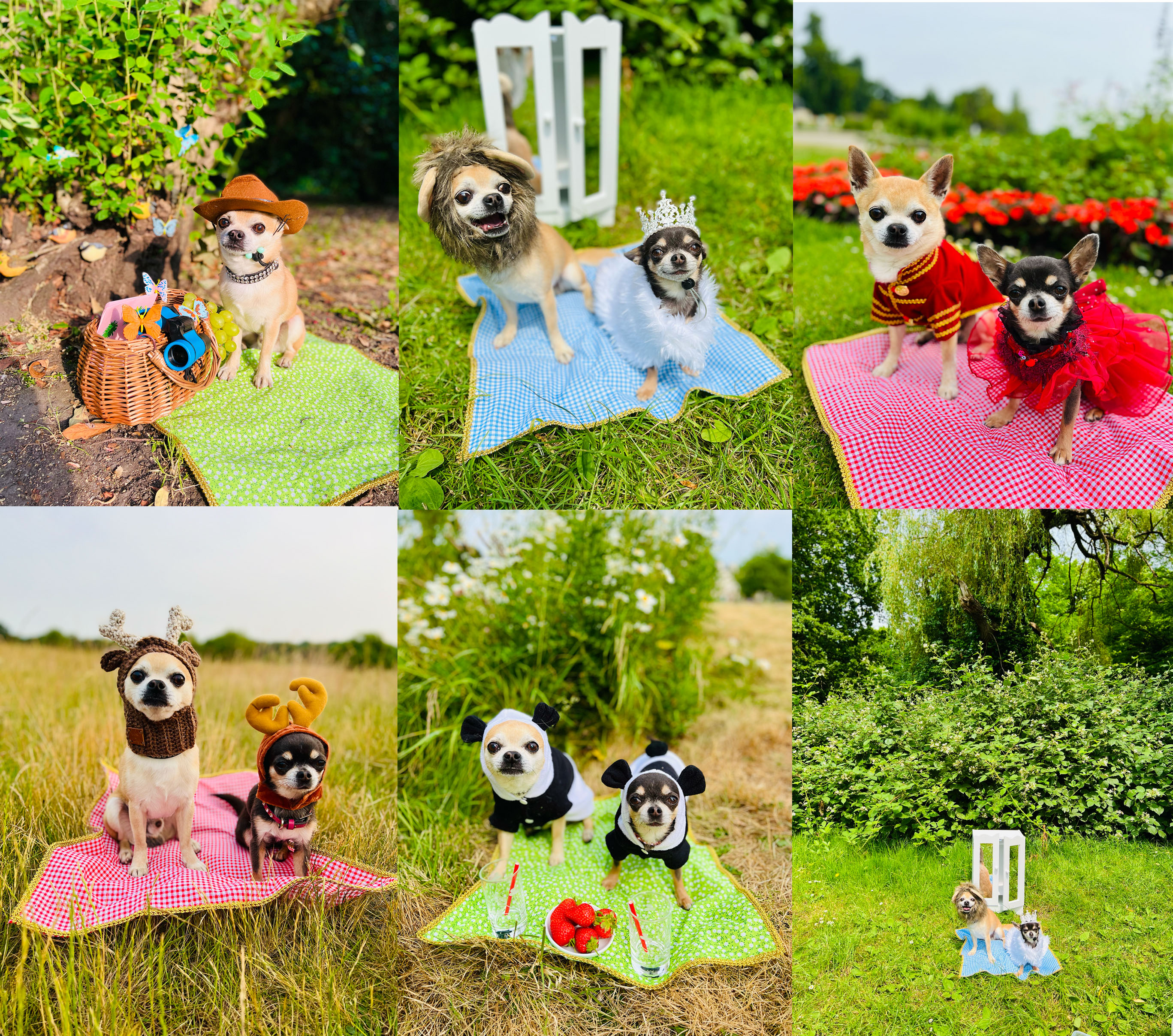 Chihuahua Influencer shows us how to picnic in London this summer!