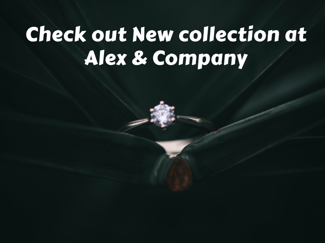 Check out New collection at Alex & Company