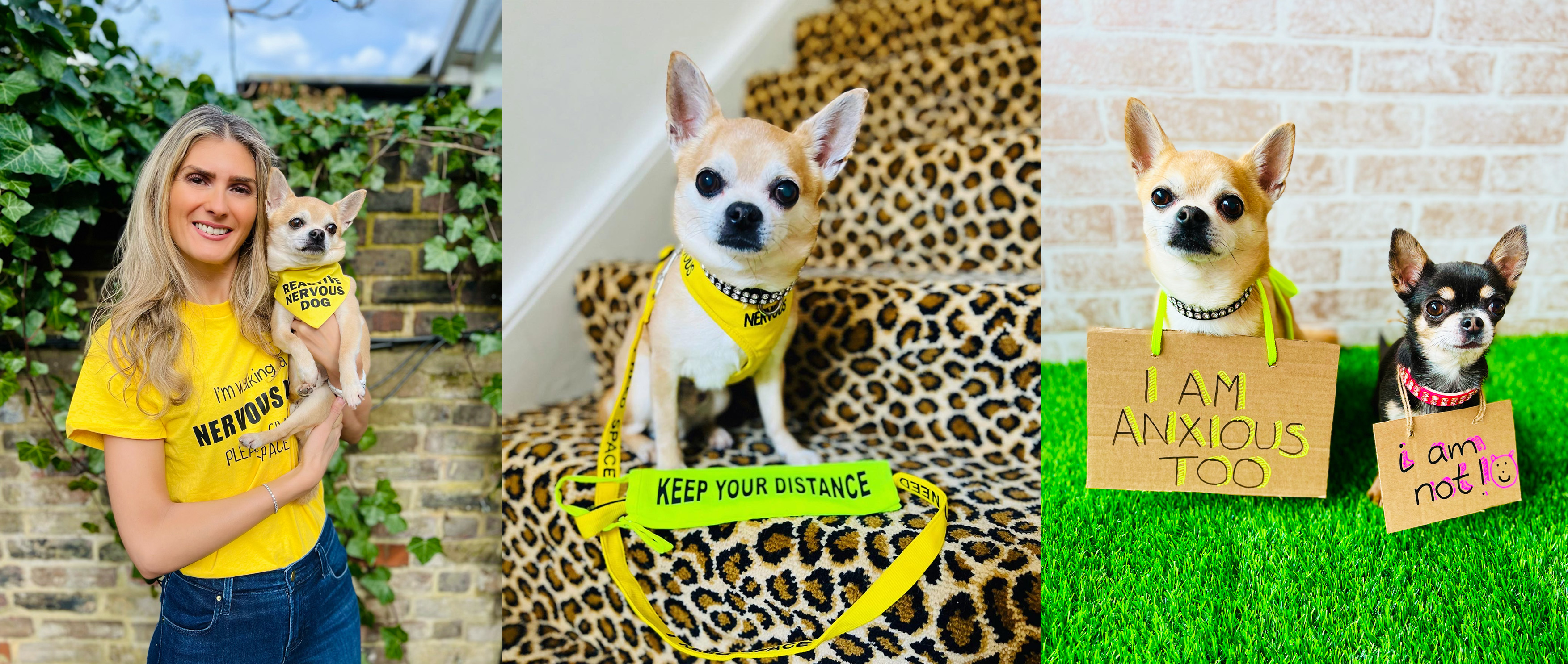 “I am anxious too!” Chilli Chihuahua raises awareness for your pooch’s mental health!