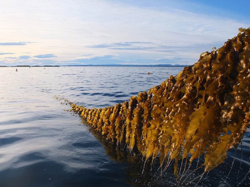 Seaweed Solutions positioned for growth. A new CEO appointed and EUR 4.4M raised in new capital