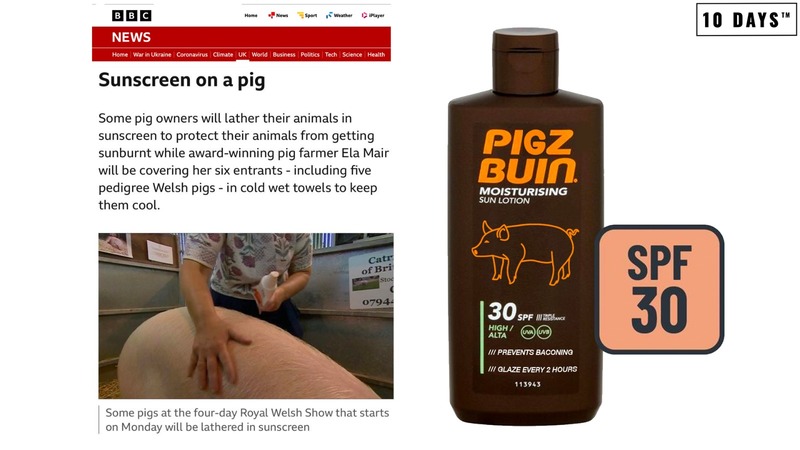 Saving their bacon - sunscreen saves pigs from sizzling in UK heatwave