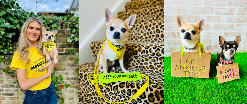 “I am anxious too!” Chilli Chihuahua raises awareness for your pooch’s mental health!